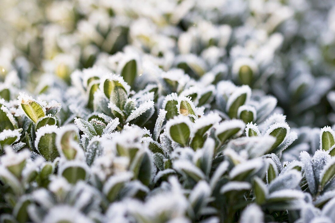 Hoar frost on a box hedge