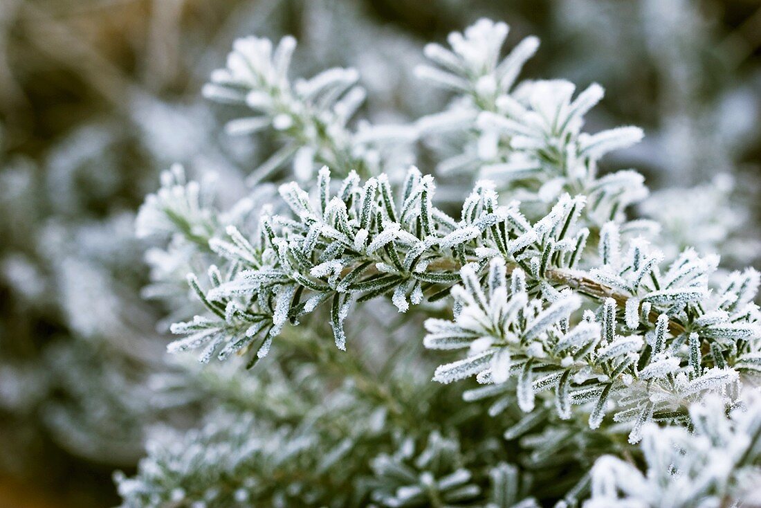 Rosemary with frost