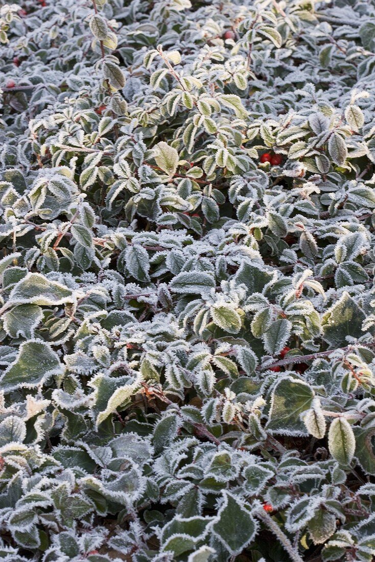 Bed of ivy and privet in winter