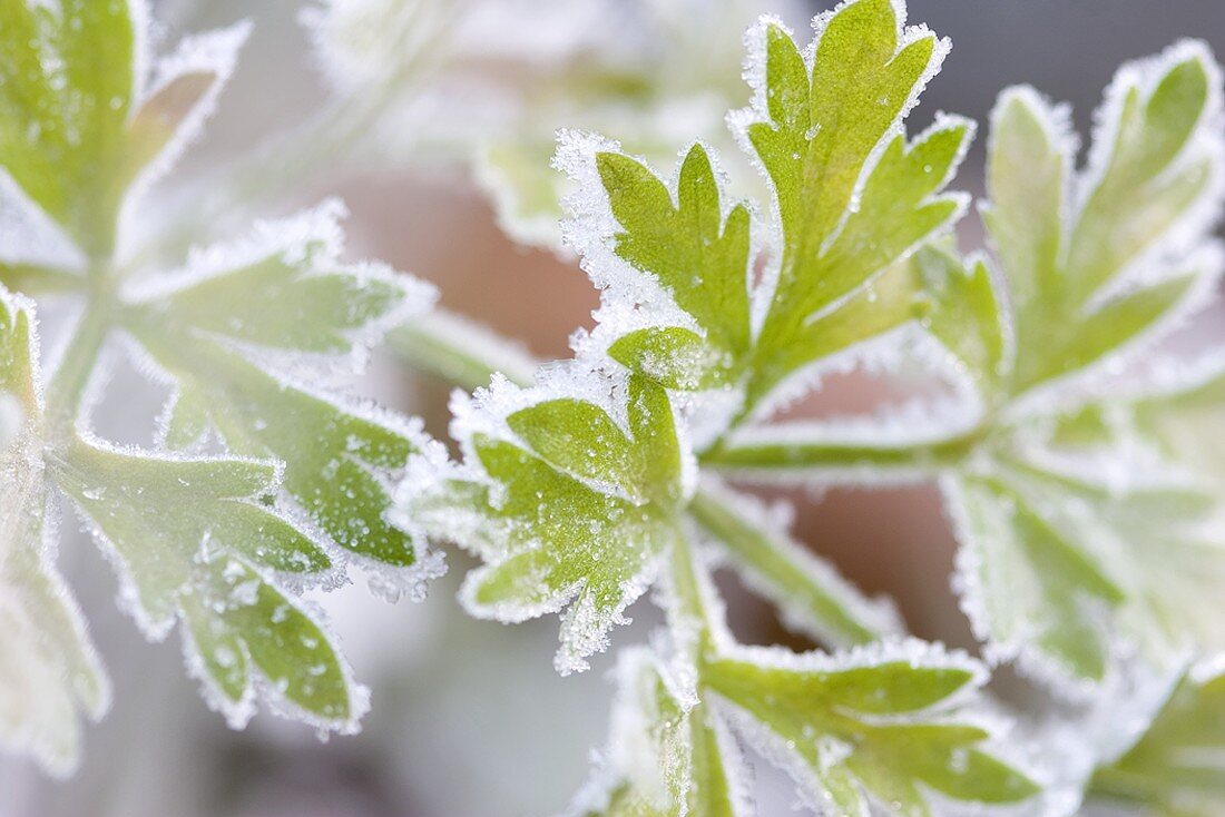 Frosted parsley