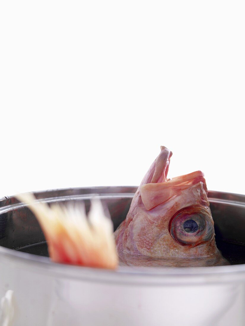 A redfish in a pan of water