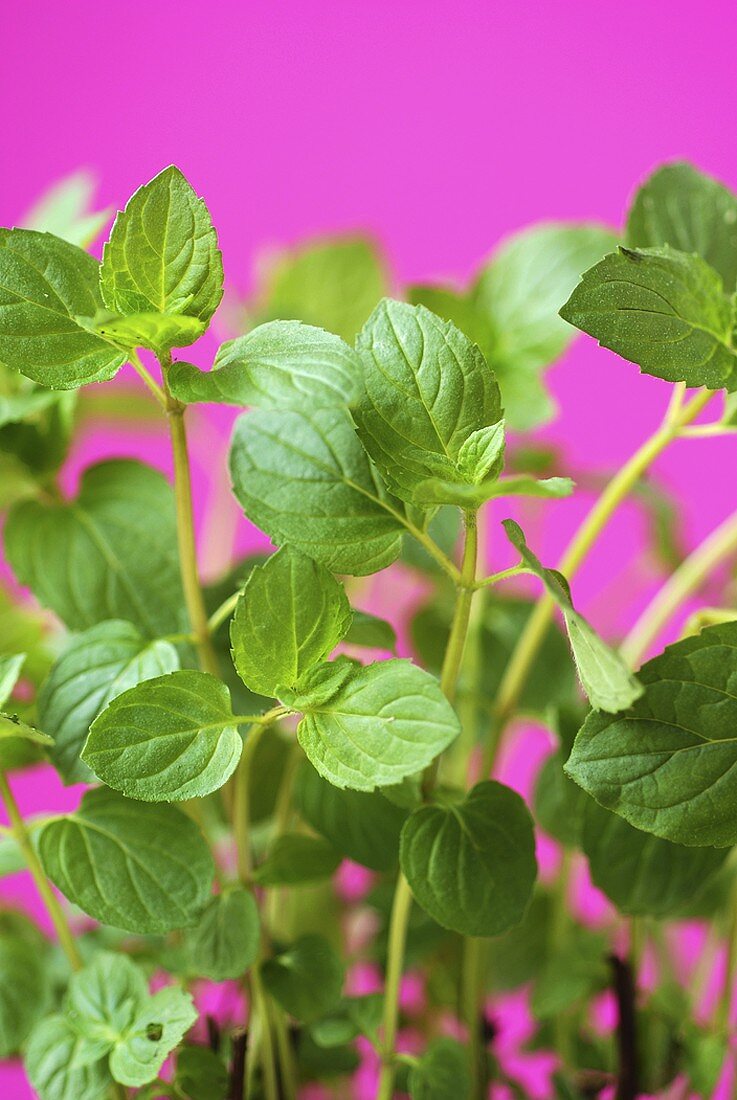 Fresh mint against pink background