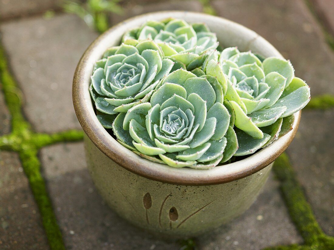 Houseleek in a flowerpot