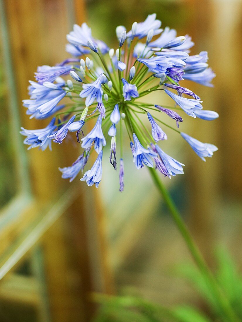 Blau blühende Schmucklilie