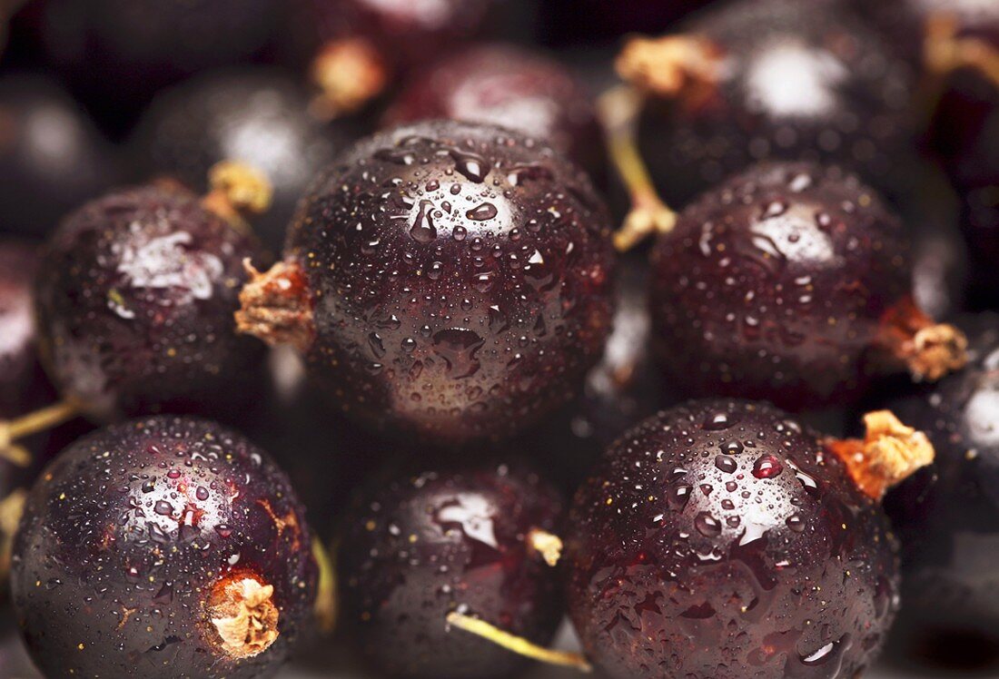 Schwarze Johannisbeeren mit Wassertropfen