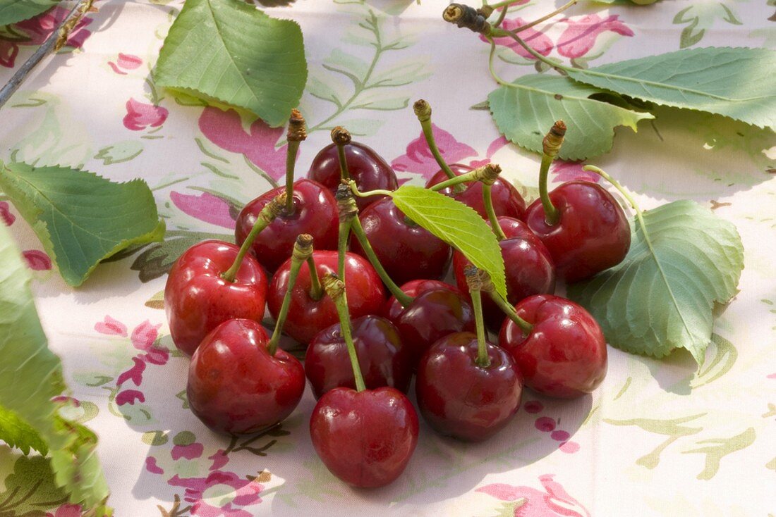 Fresh cherries with leaves on a table