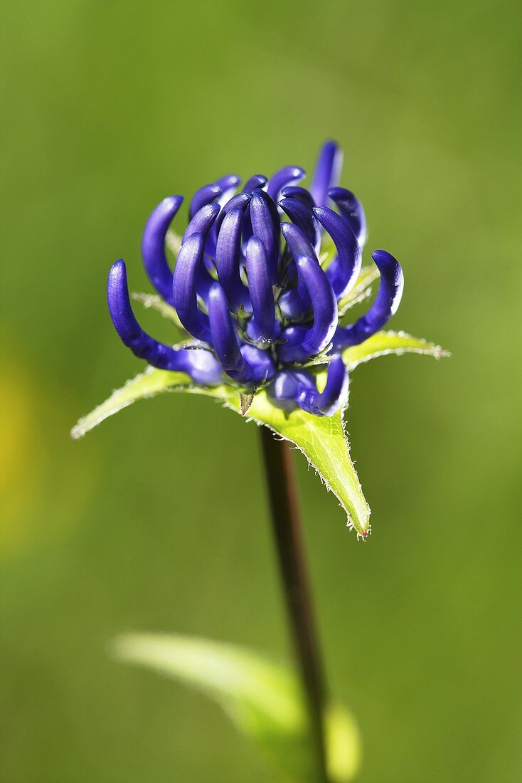 Kugelige Teufelskralle (Phyteuma orbiculare)