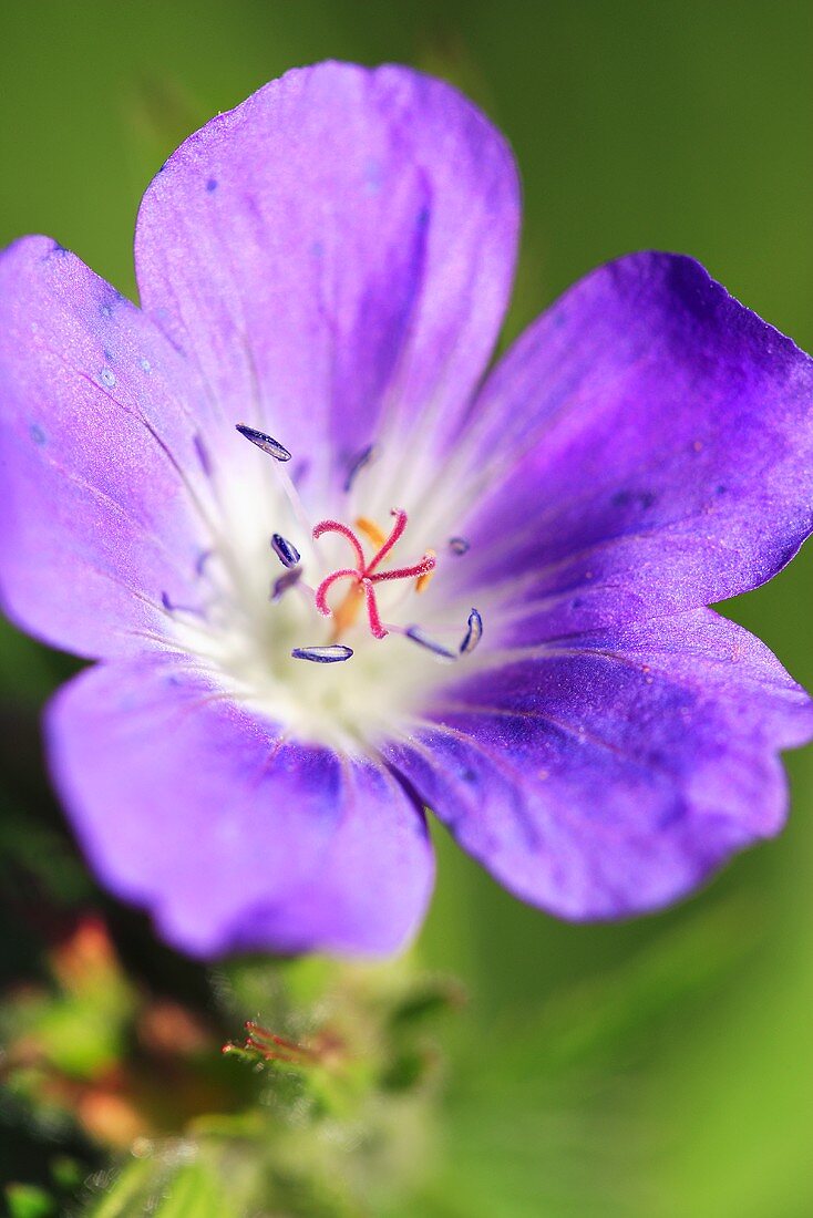 Wiesen-Storchschnabel (Geranium pratense)