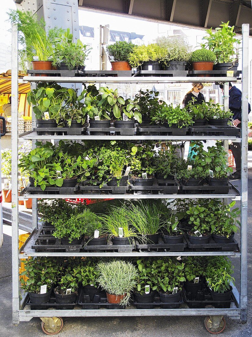 A trolley with pots of herbs