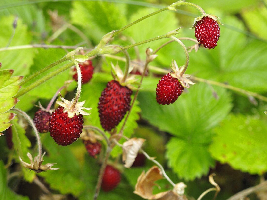 Wild strawberries on the plant