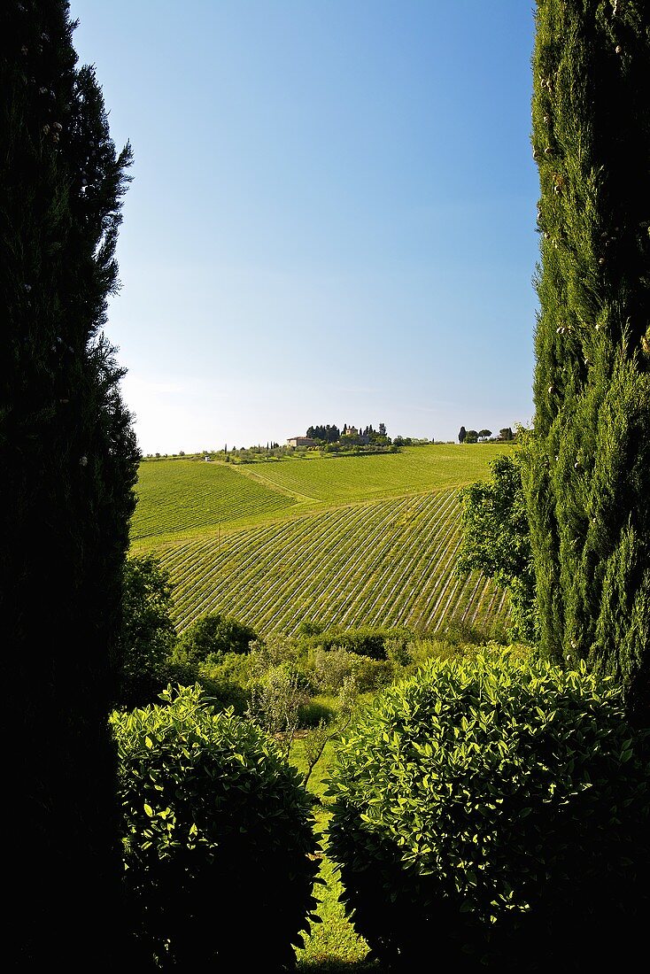 Weinlandschaft (Solaia Weingarten mit Weingut Antinori)