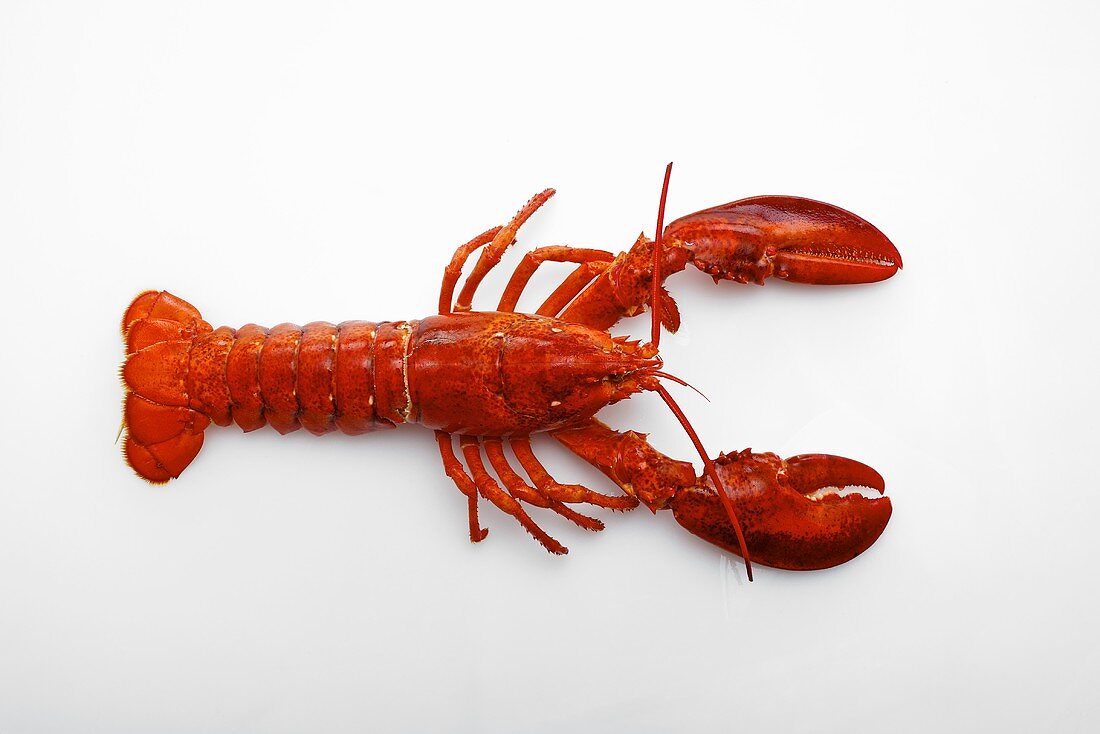 A lobster on a white surface