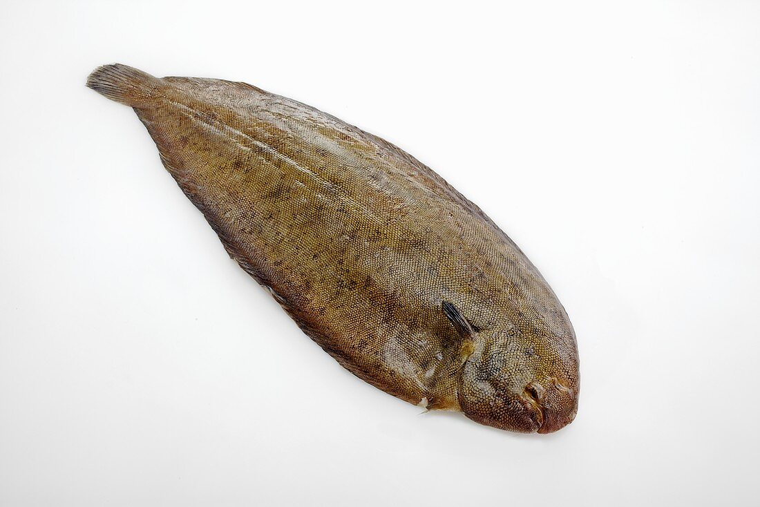 A sole on a white surface