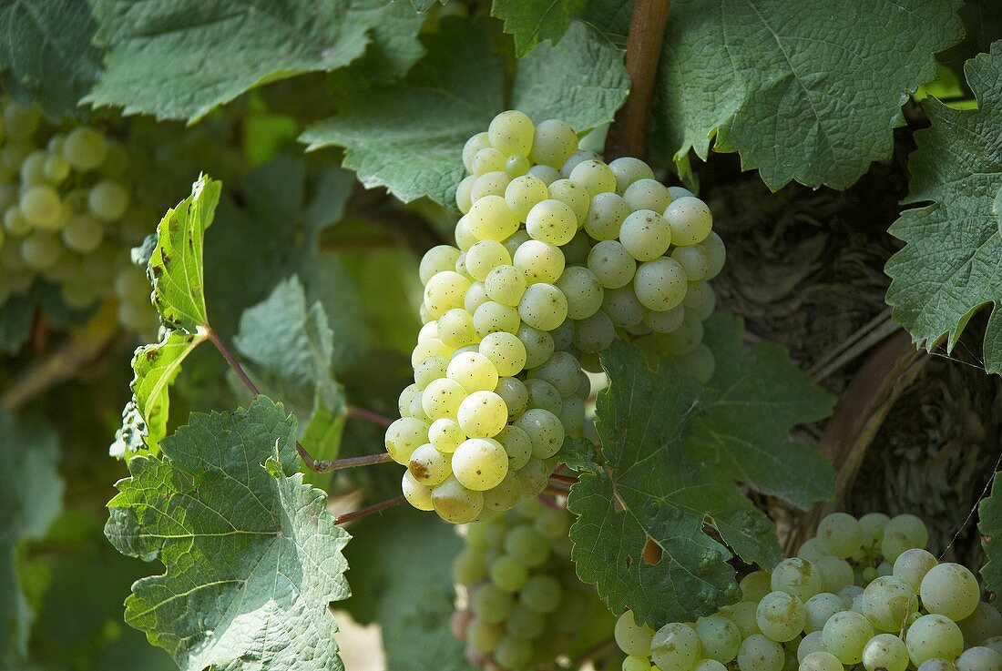 Silvaner grapes on a vine