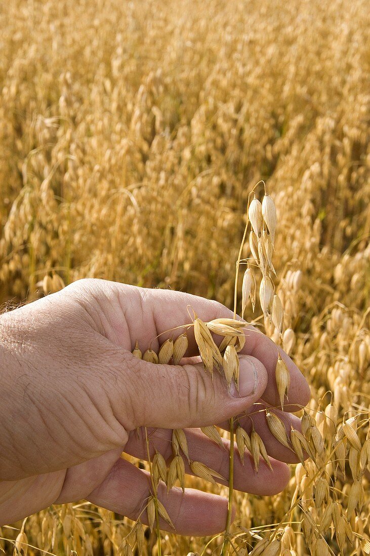 A hand checking oats in a field