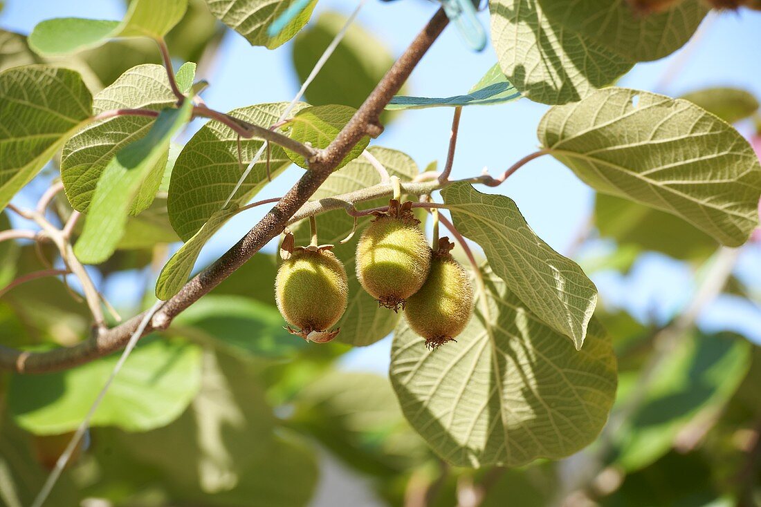 Kiwi fruits on the tree