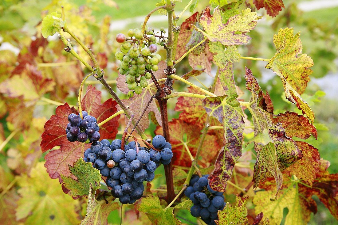 Red wine grapes against autumnal leaves