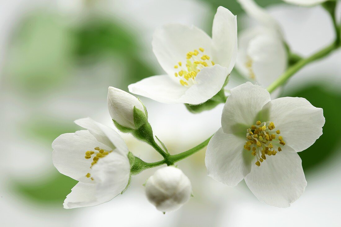 A sprig of jamine blossoms