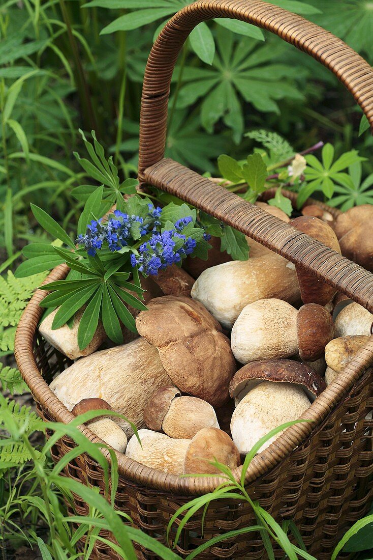 Fresh ceps in a basket