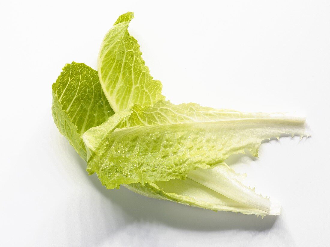 Three romaine lettuce leaves