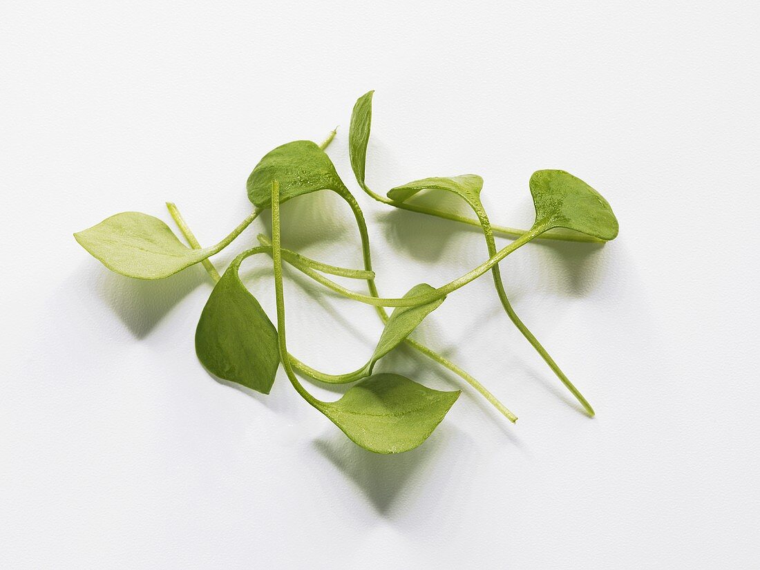 Fresh purslane