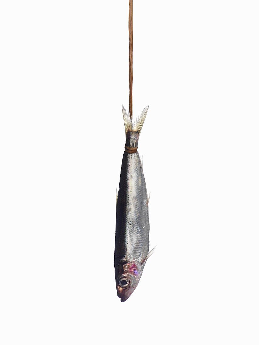 A sardine, hanging up