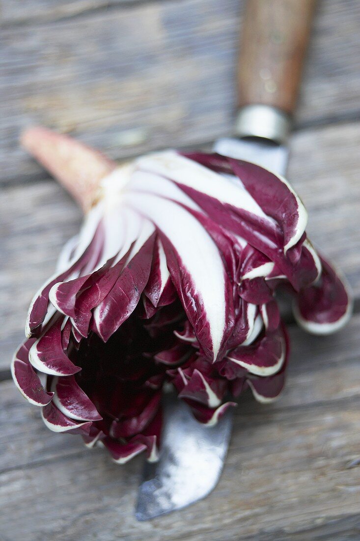 Radicchio trevisano on a knife