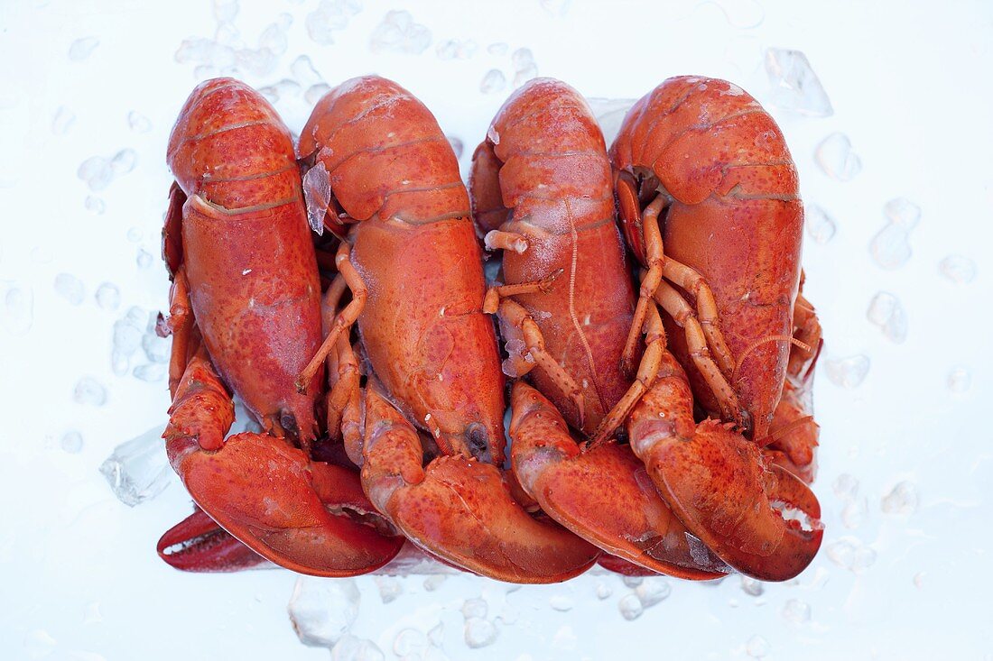 Four frozen lobsters