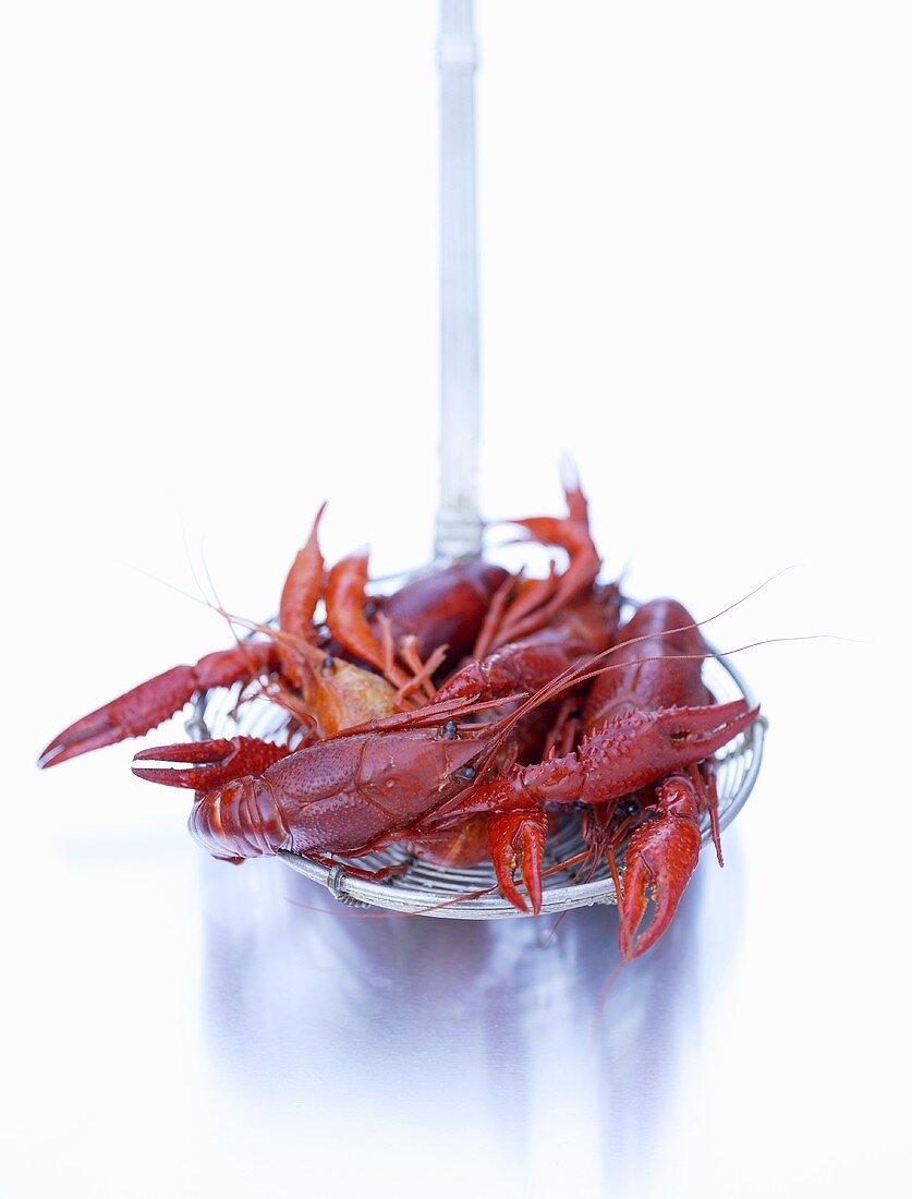 Several cooked freshwater crayfish on a straining spoon