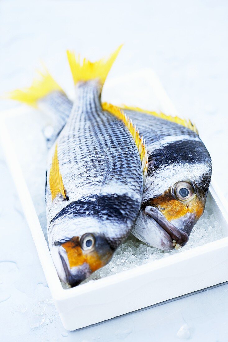 Two yellowfin seabream on ice