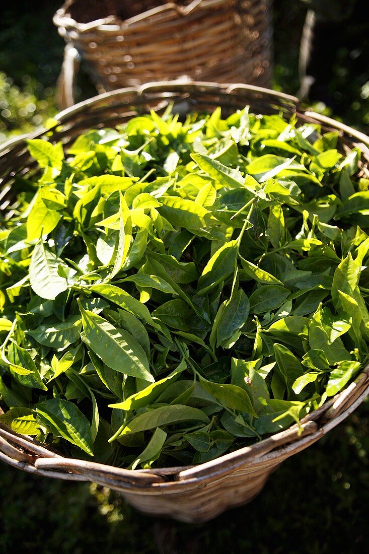 Fresh tea leaves in basket (Cameron Highlands, Malaysia)