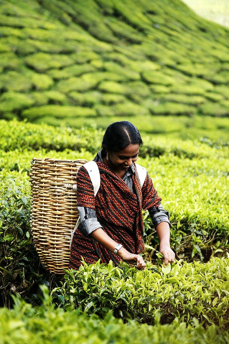 Woman picking tea in the Cameron Highlands, Malaysia