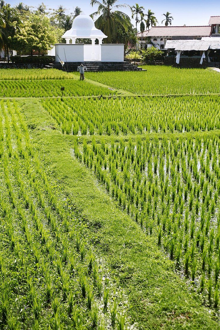 Rice plants growing in the field in Malaysia