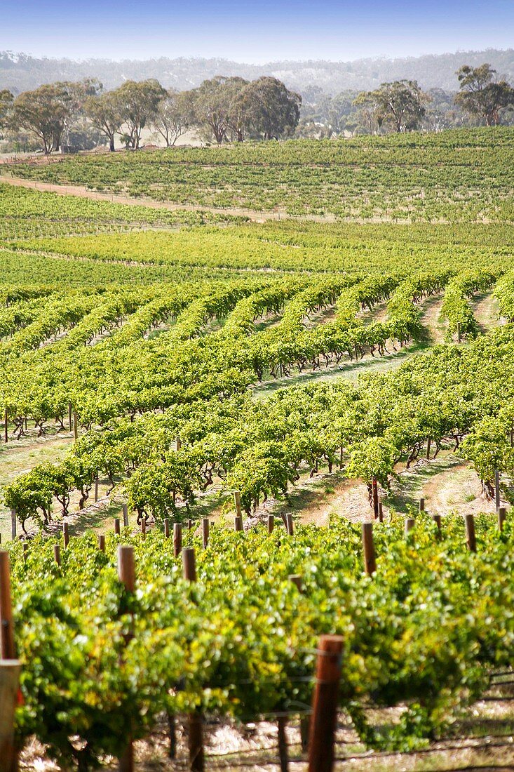 Landscape of vines in Clare Valley, Australia