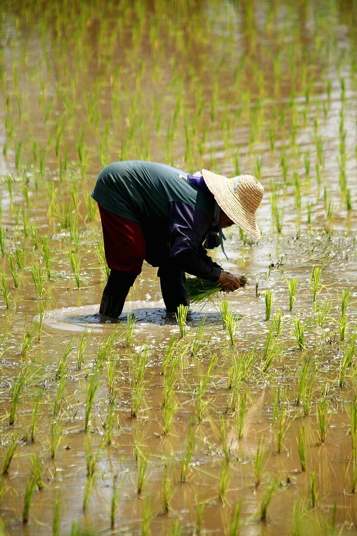 Worker planting rice plants in the field