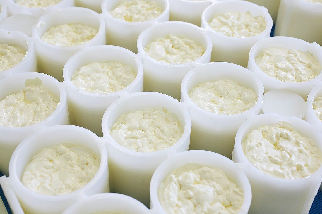 Käseherstellung: Bruchmasse in Kunststofformen