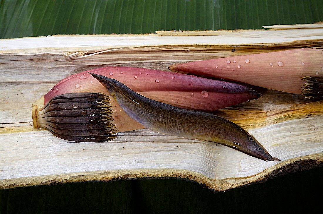 Spiny eel on a banana flower