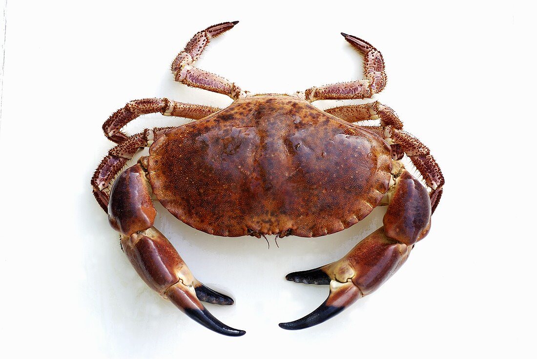 A crab