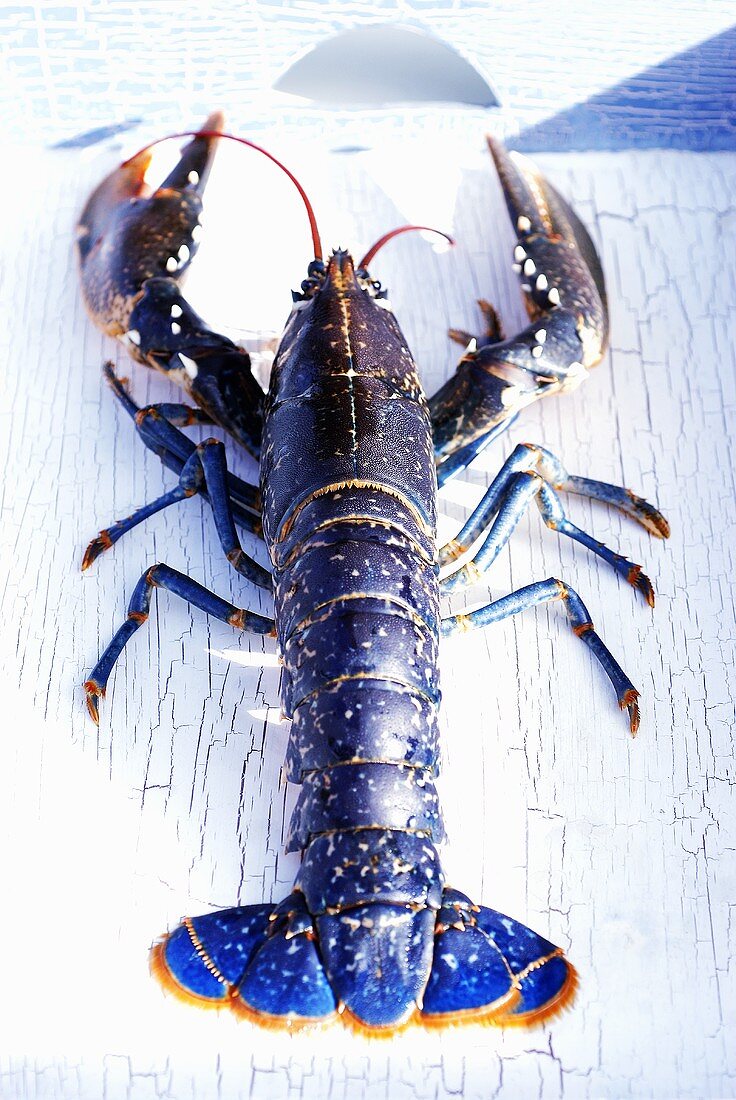 A live lobster