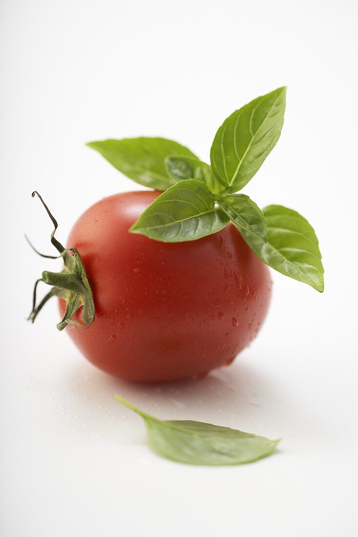 Eine Tomate mit frischem Basilikum