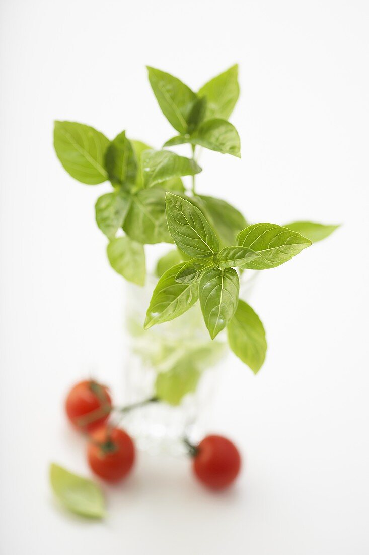 Fresh basil in glass of water, tomatoes