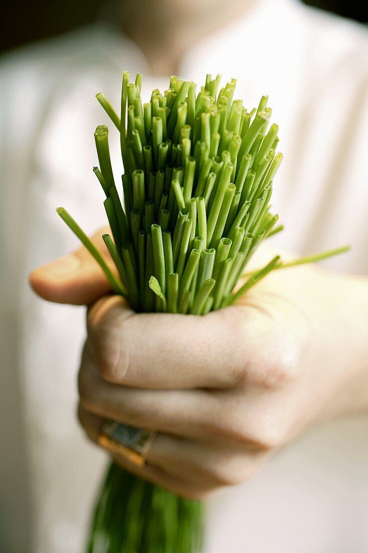 Hand holding fresh chives