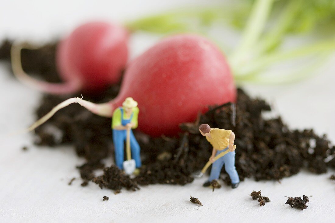 Little toy men beside radishes