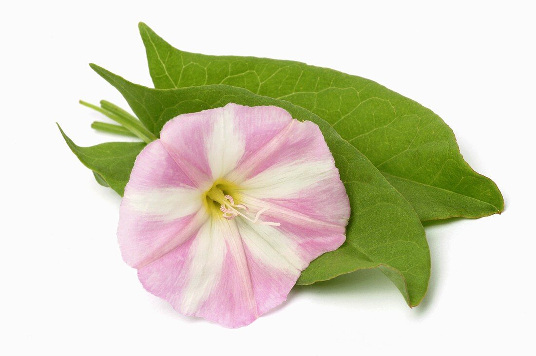 Pink flower of field bindweed (Convolvulus arvensis)