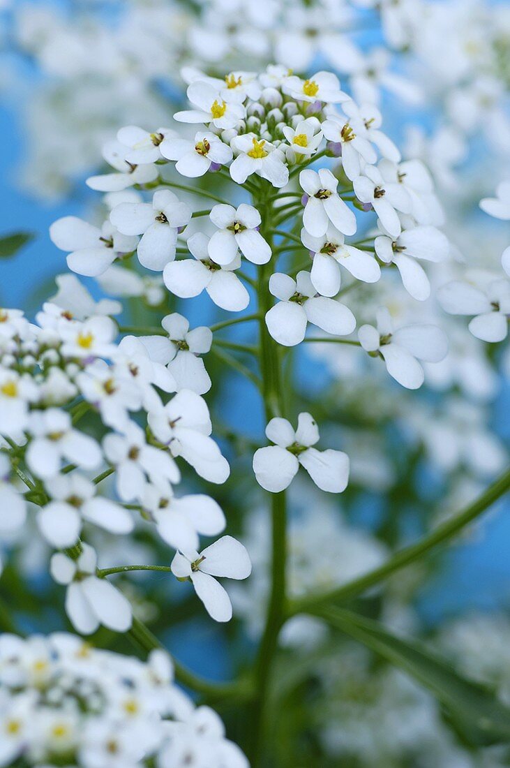 Candytuft (Iberis amara)