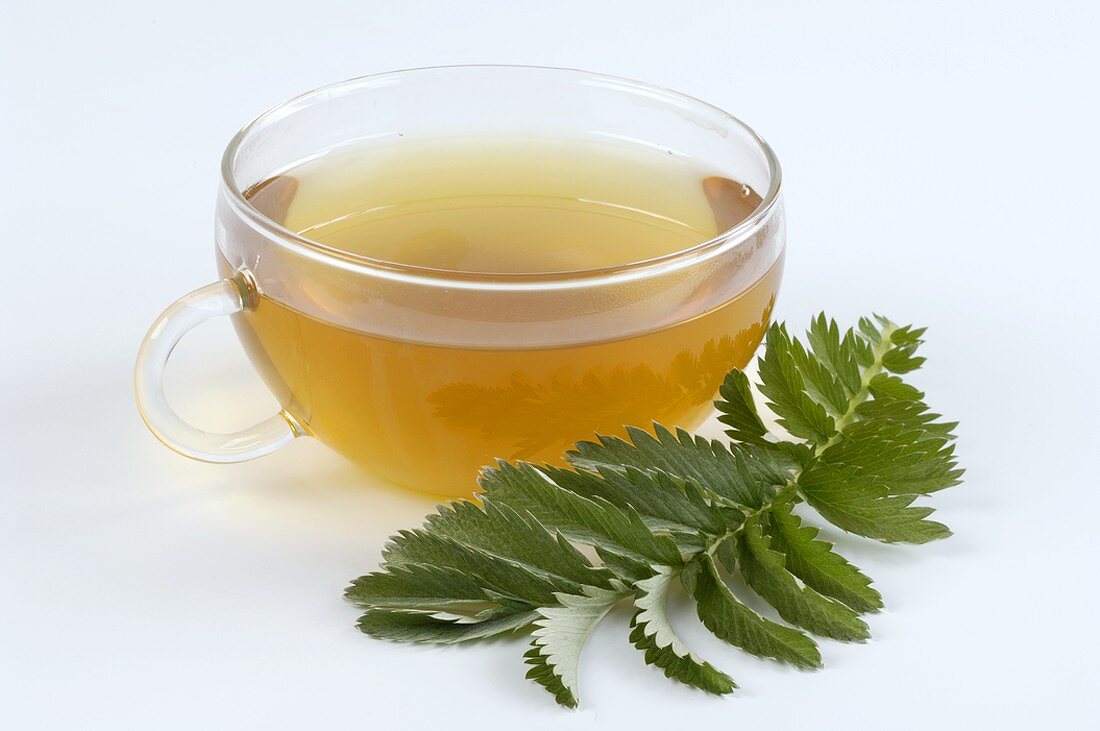 Silverweed tea and fresh leaf