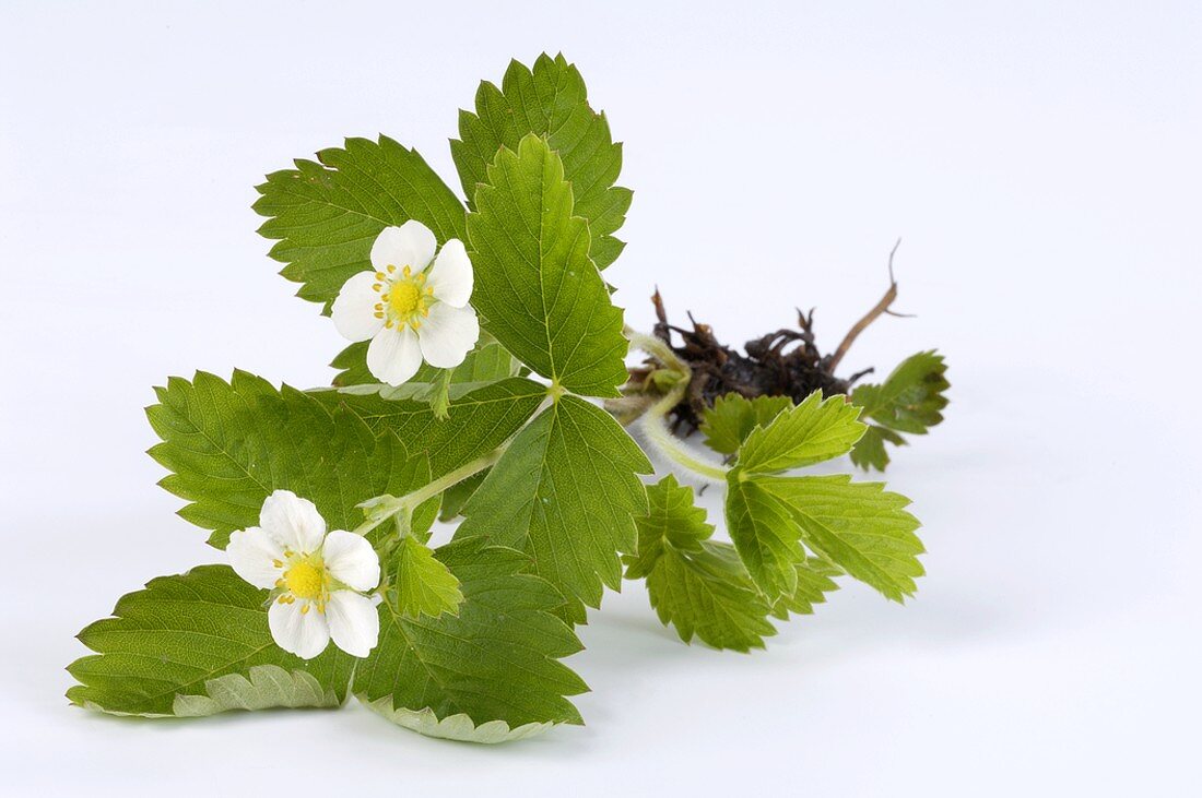 A wild strawberry plant with flowers