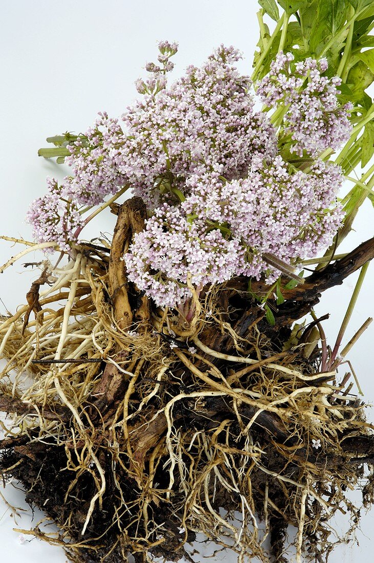 Valerian root and flowers