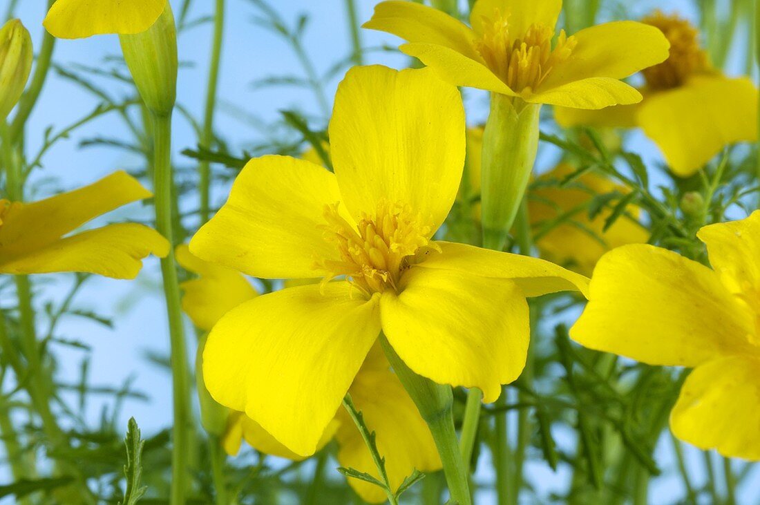 Gewürztagetes mit gelben Blüten