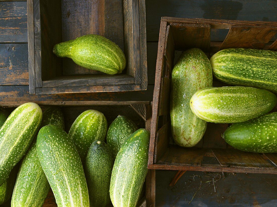 Braising cucumbers in wooden boxes